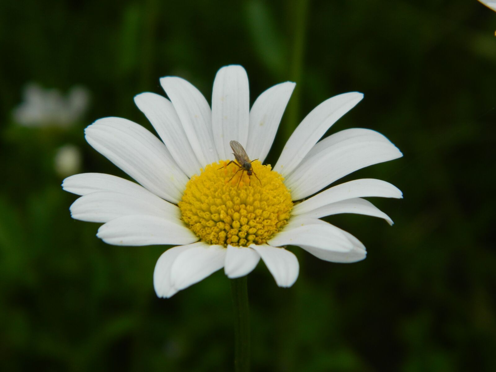 Nikon Coolpix L120 sample photo. Daisy, blossom, bloom photography