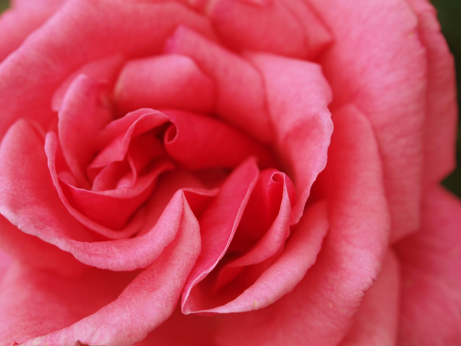 Olympus E-520 (EVOLT E-520) sample photo. Rose, flower, petal photography