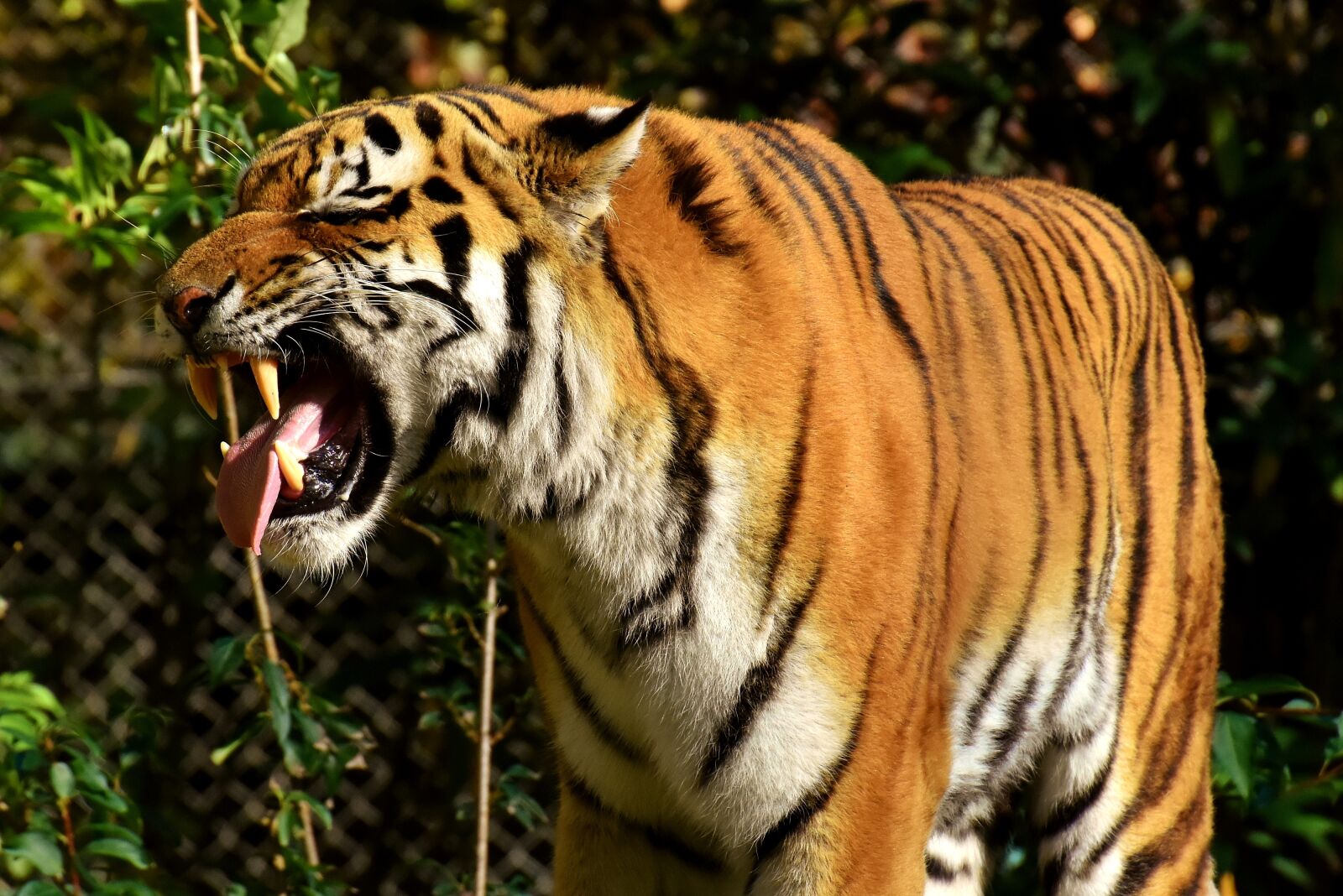 Nikon D7200 sample photo. Tiger, predator, lurking photography