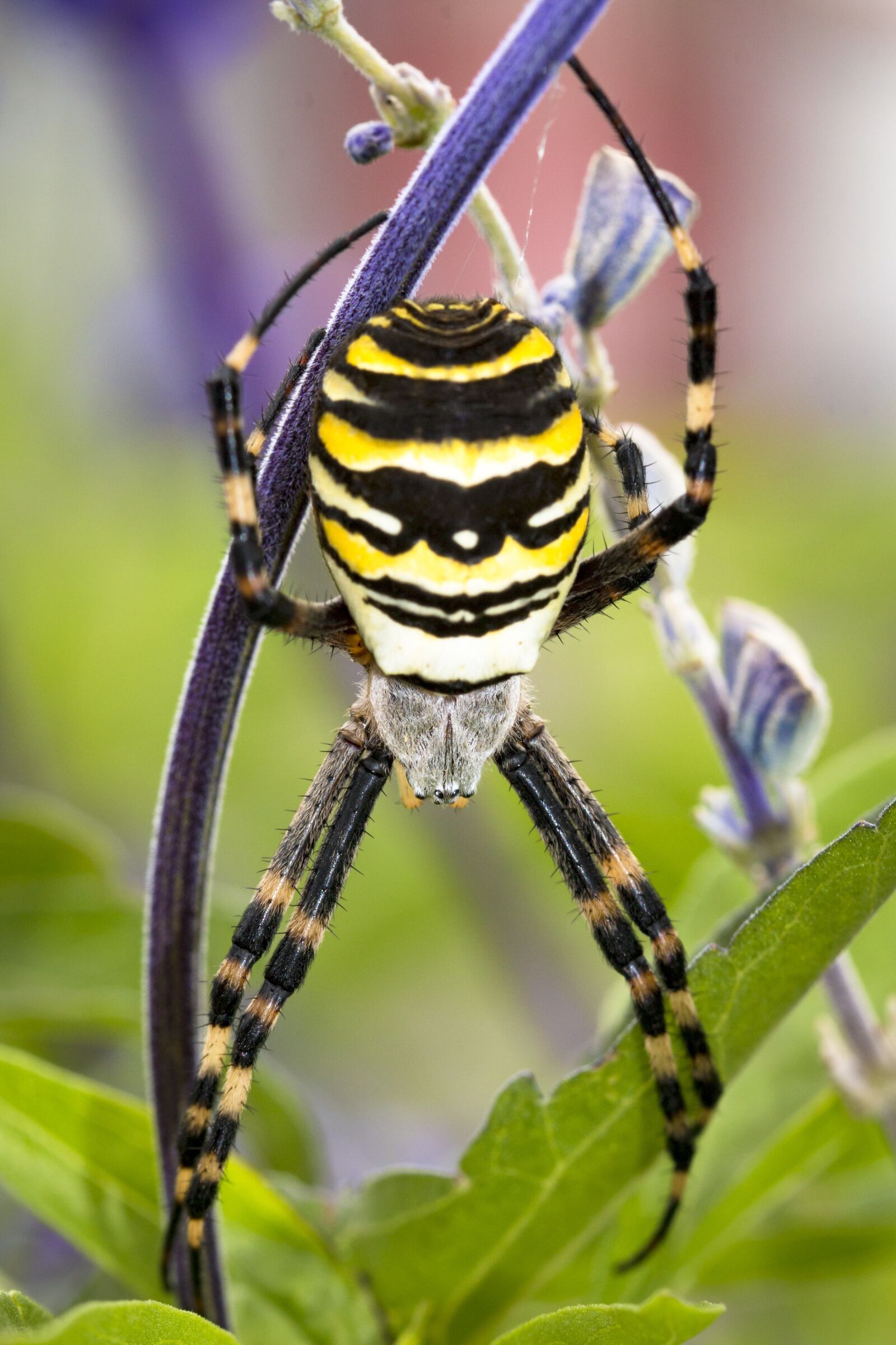 Canon EOS 70D sample photo. Spider, wasp spider, arachnid photography