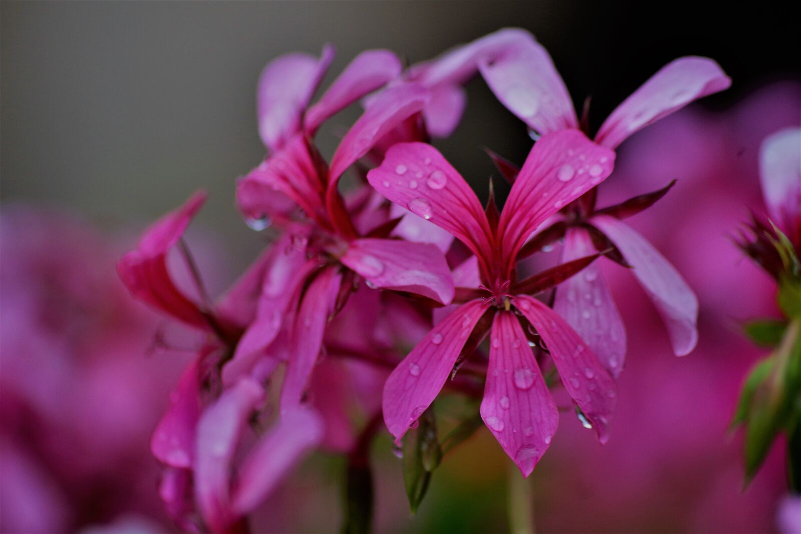 Pentax K-S2 sample photo. Lily, drop of water photography