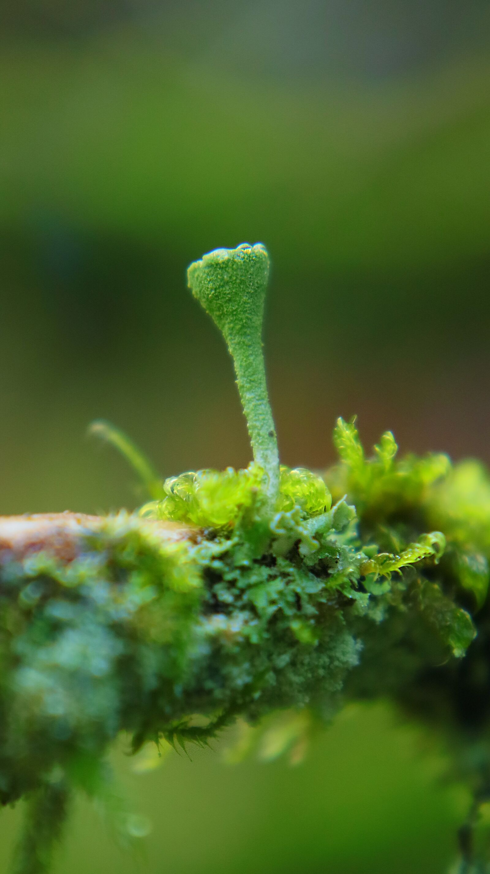 Canon EF-M 15-45mm F3.5-6.3 IS STM sample photo. Liver moss, close up photography