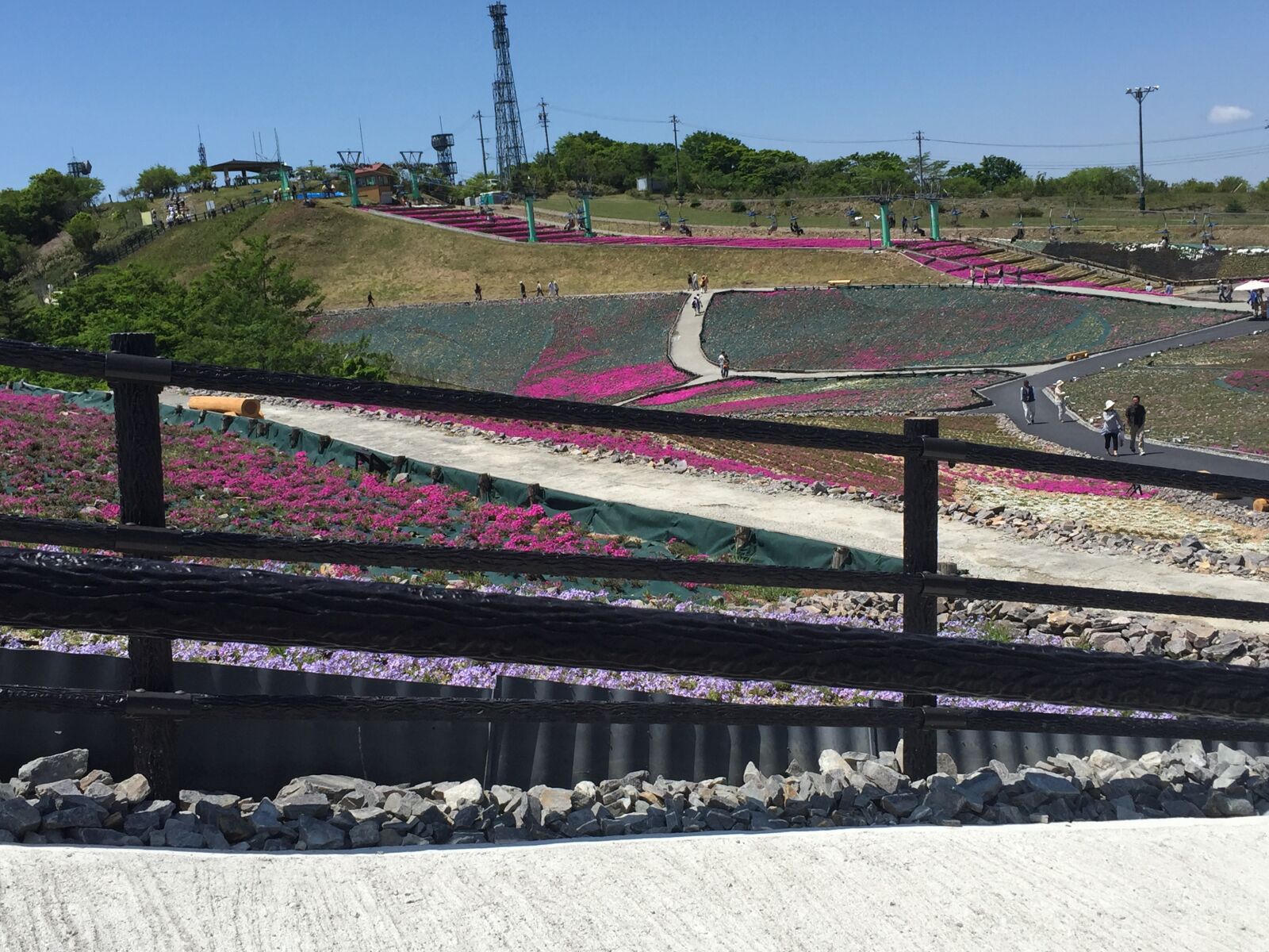 Apple iPhone 6 sample photo. Phlox, carpets of flowers photography