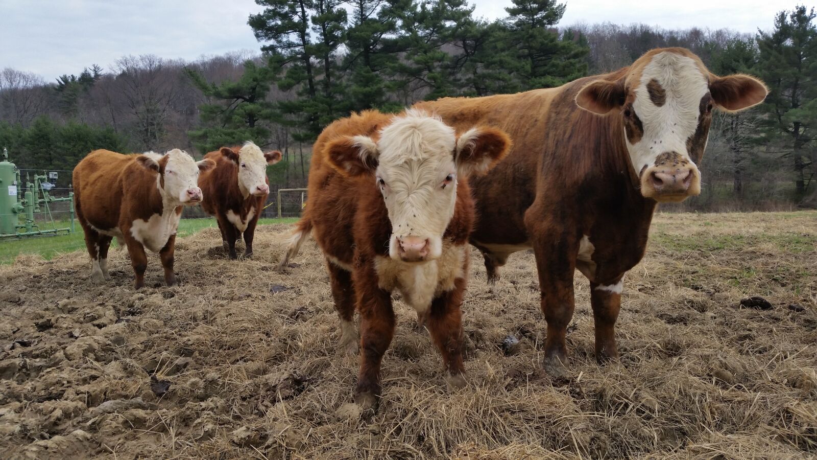 Samsung Galaxy S5 sample photo. Cow, cows, farm photography