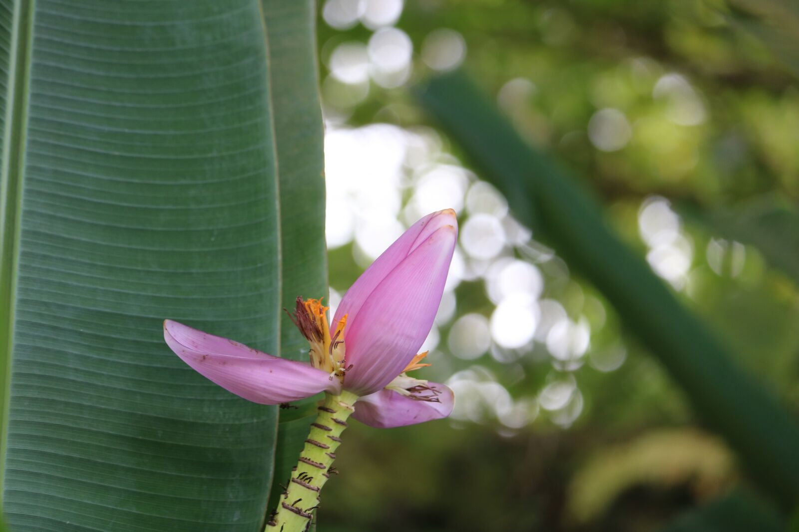 Canon EOS 760D (EOS Rebel T6s / EOS 8000D) sample photo. Banana, flower, pink photography