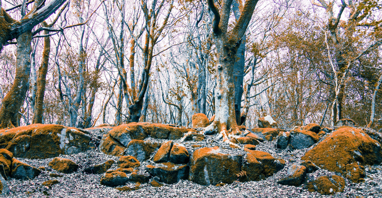 Nikon D3200 sample photo. Barna, forest, frost, galway photography