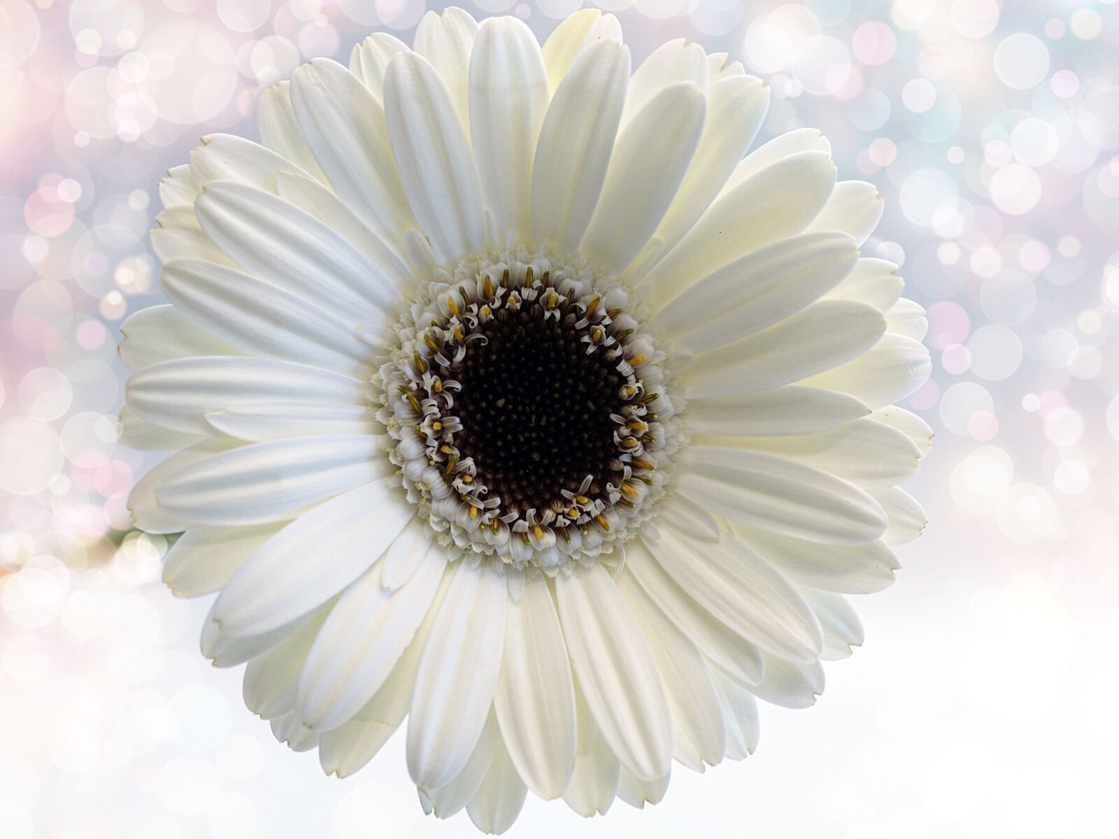 Sony ILCA-77M2 sample photo. Flower, gerbera, white photography