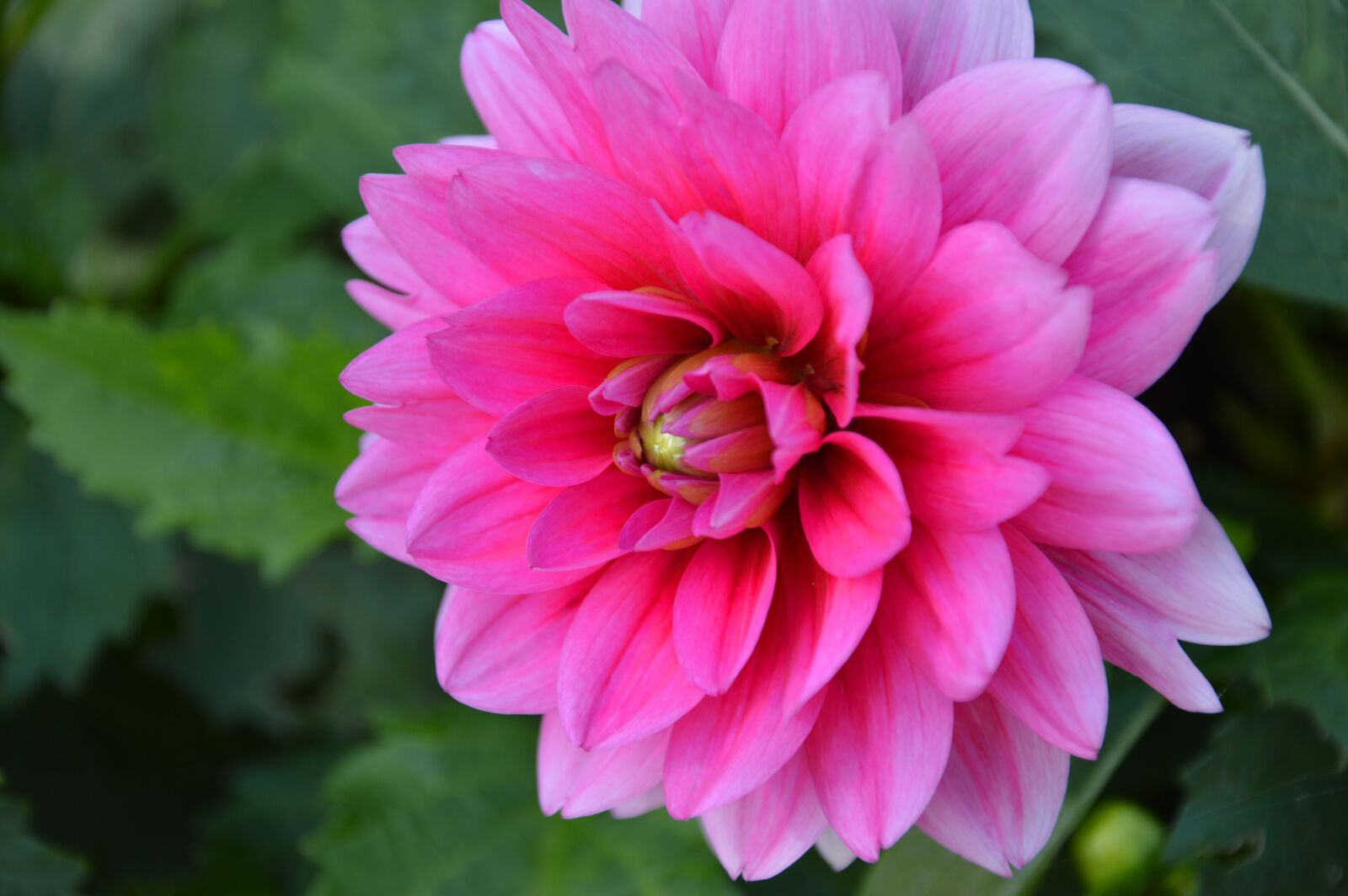Nikon D3200 sample photo. Dahlia, flower, blossom photography