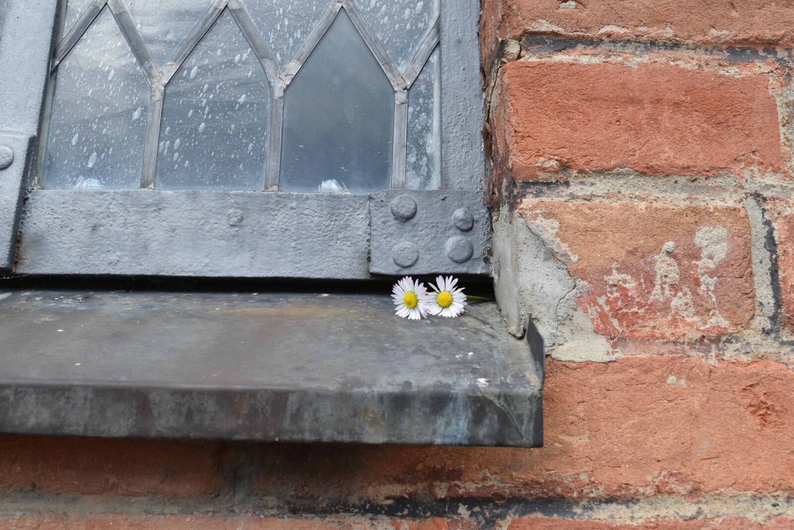 Nikon D3300 sample photo. Flower, wall, brick, texture photography