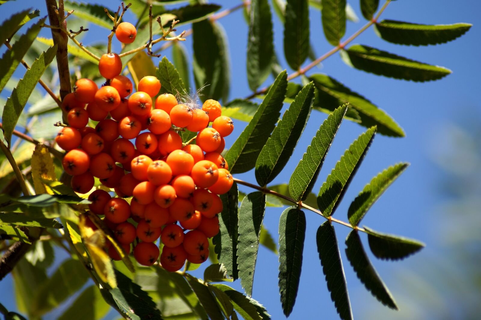 Sony SLT-A58 sample photo. Rowanberries, bird berry tree photography