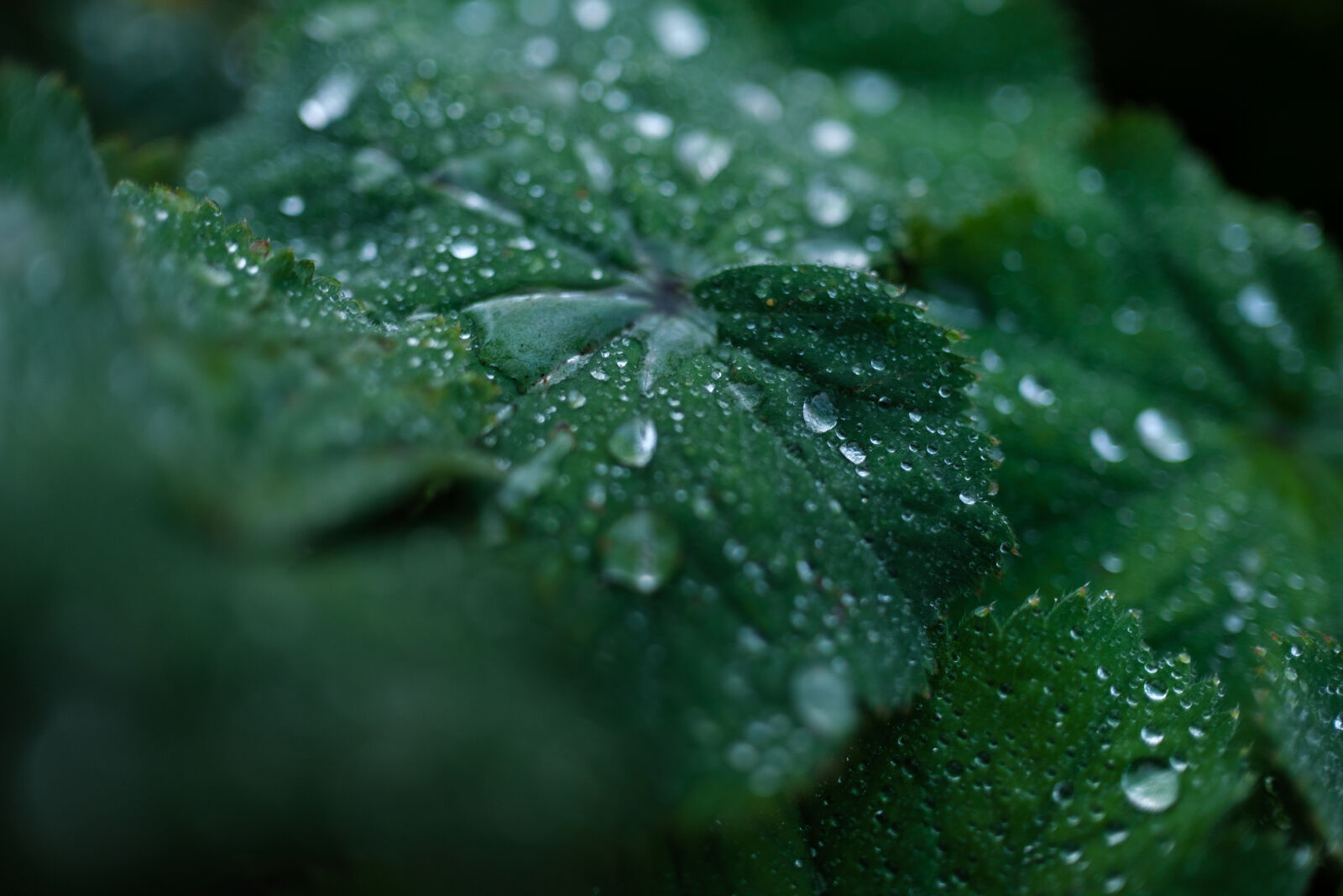 Fujifilm XF 23mm F1.4 R LM WR sample photo. Droplets on the leaf photography