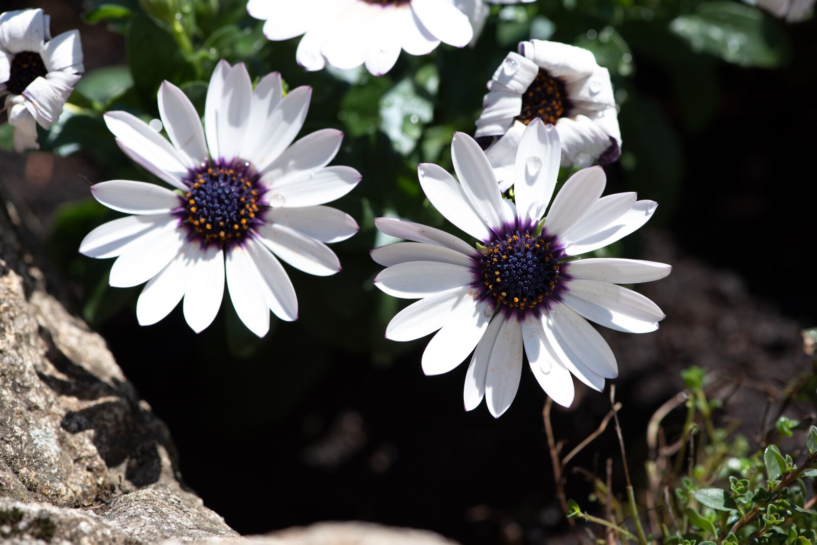 Nikon D750 sample photo. Flowers, garden, white photography