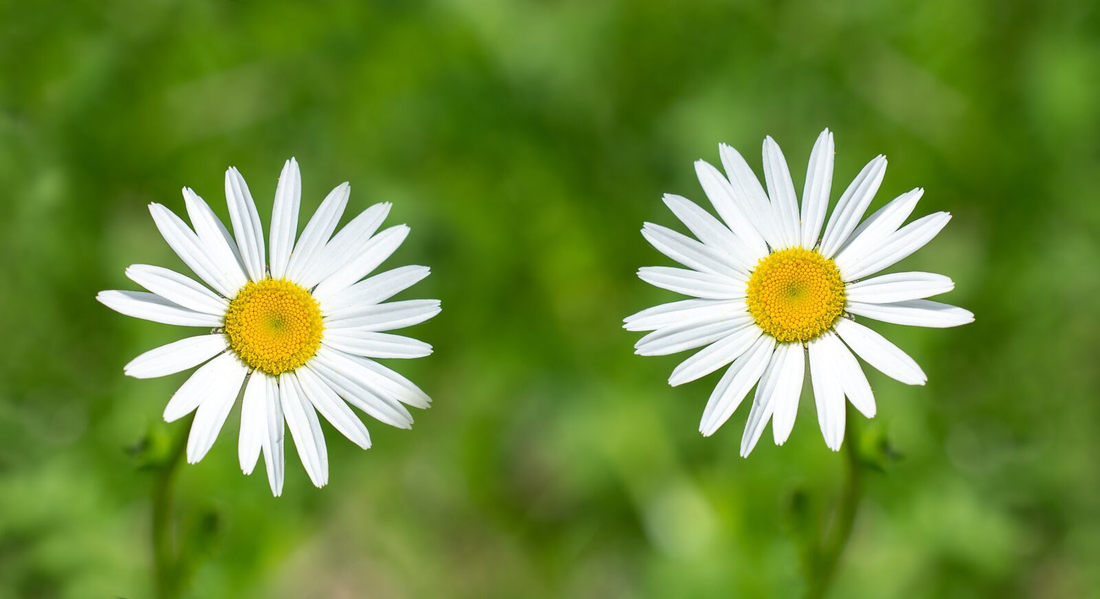 Nikon D7100 sample photo. Daisies, flowers, flower meadow photography