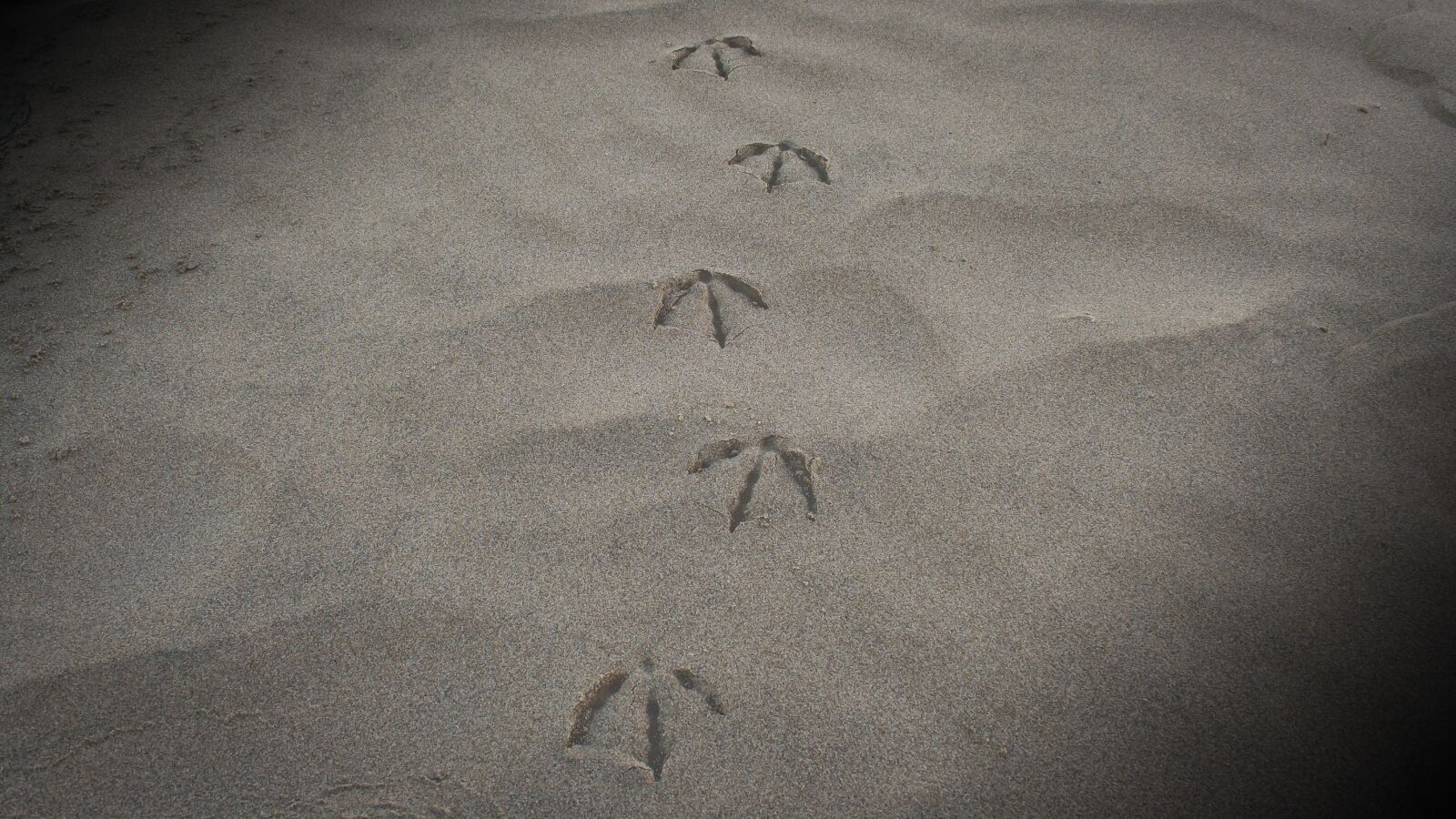 Canon EOS 350D (EOS Digital Rebel XT / EOS Kiss Digital N) sample photo. Sand, footprints, beach photography