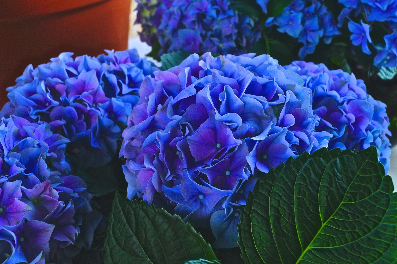 Sony SLT-A37 sample photo. Nature, plant, flower photography