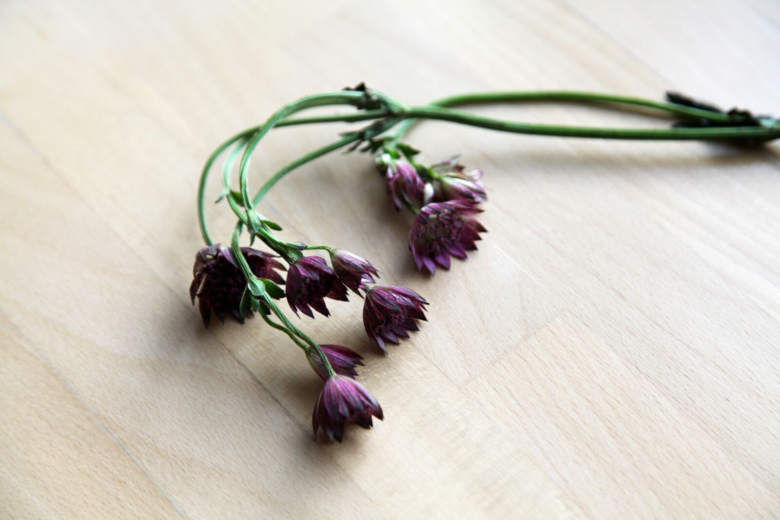 Canon EOS 5D Mark II sample photo. Purple, flowers, flora photography