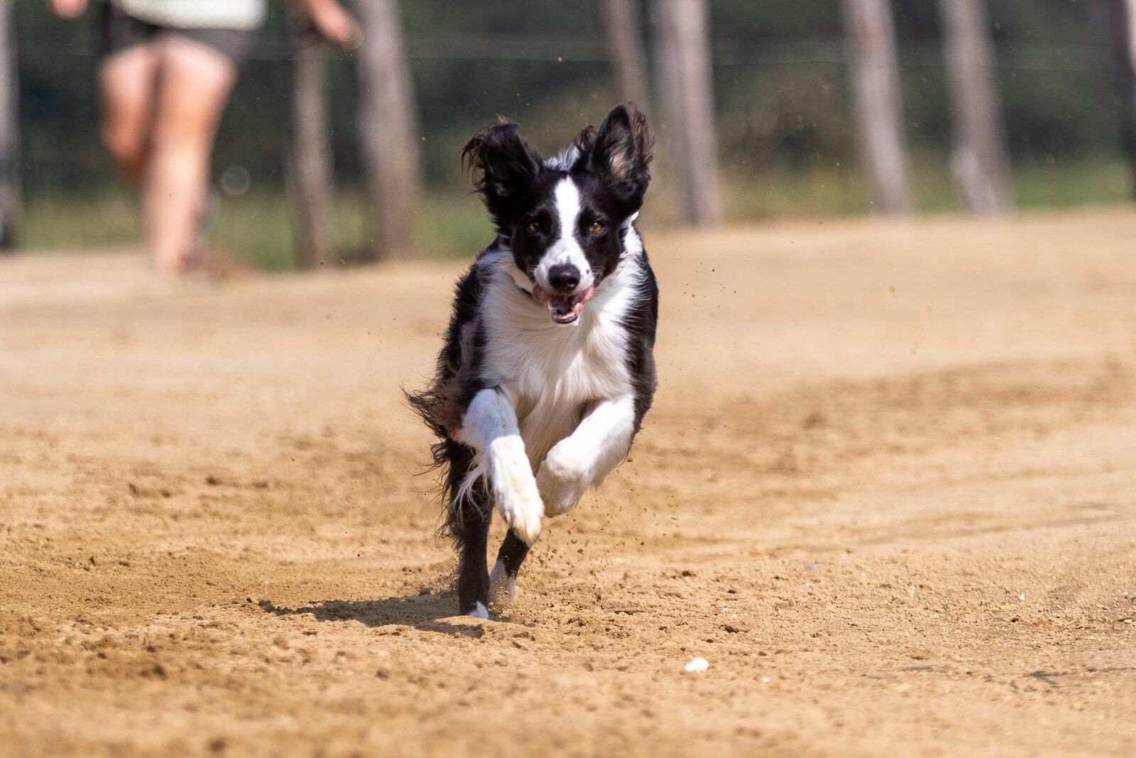 Canon EF 70-200mm F2.8L IS II USM sample photo. Border collie, dog, running photography