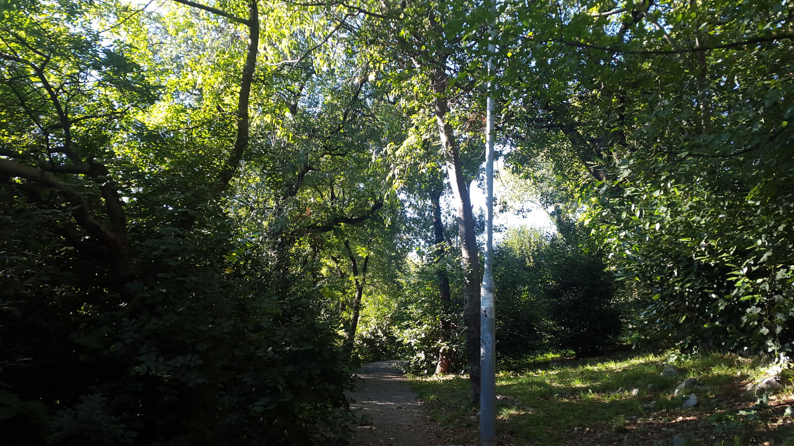 Samsung Galaxy Alpha sample photo. Fall, trees, woods photography