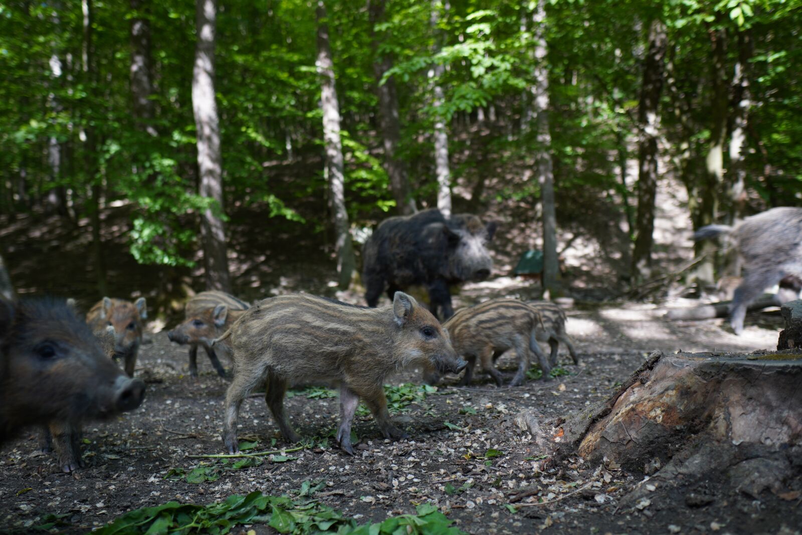 Sony a6400 + Sigma 16mm F1.4 DC DN | C sample photo. Wild boar, pig, sows photography