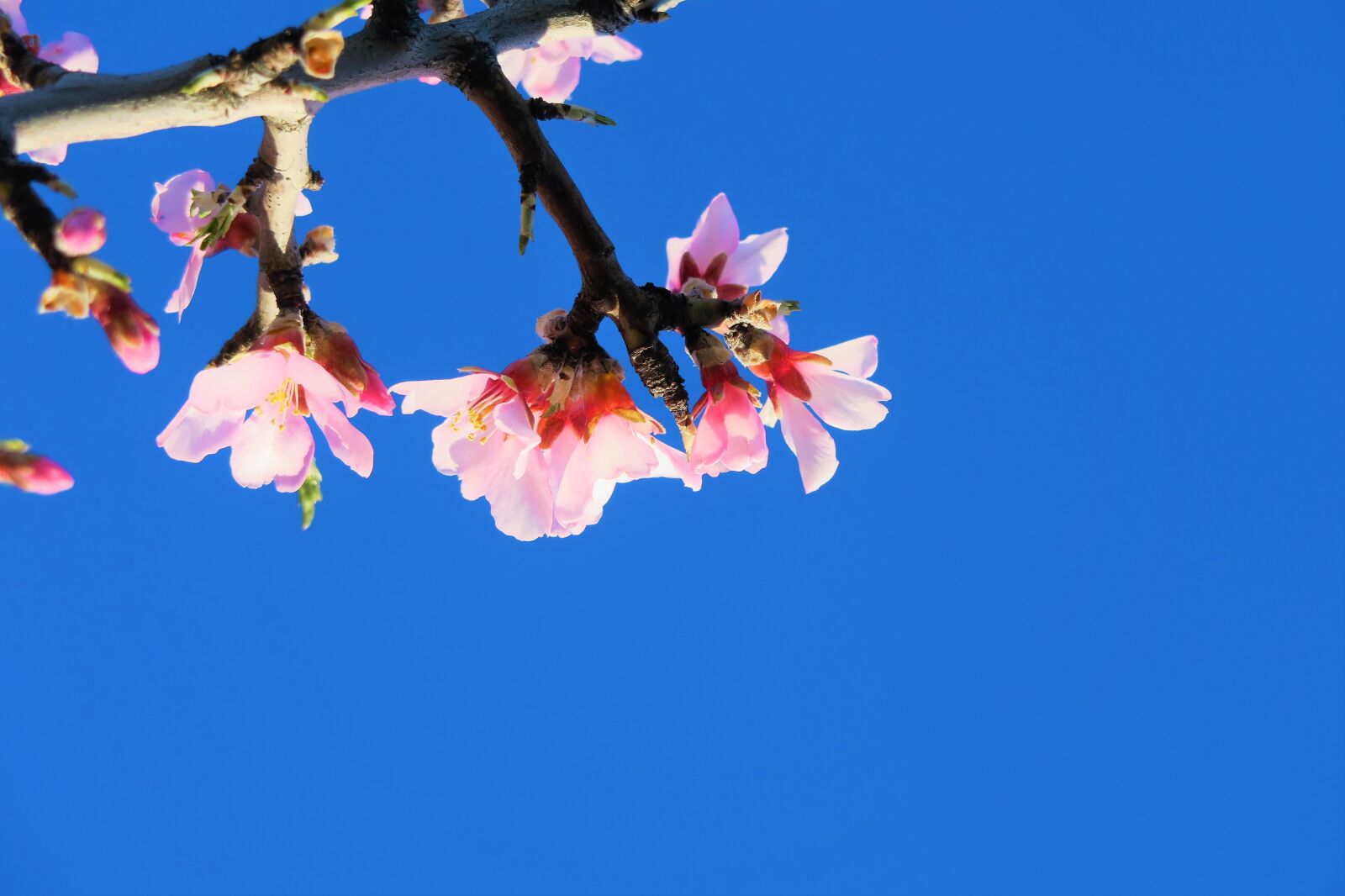 Canon PowerShot G7 X sample photo. Flower, tree, spring photography