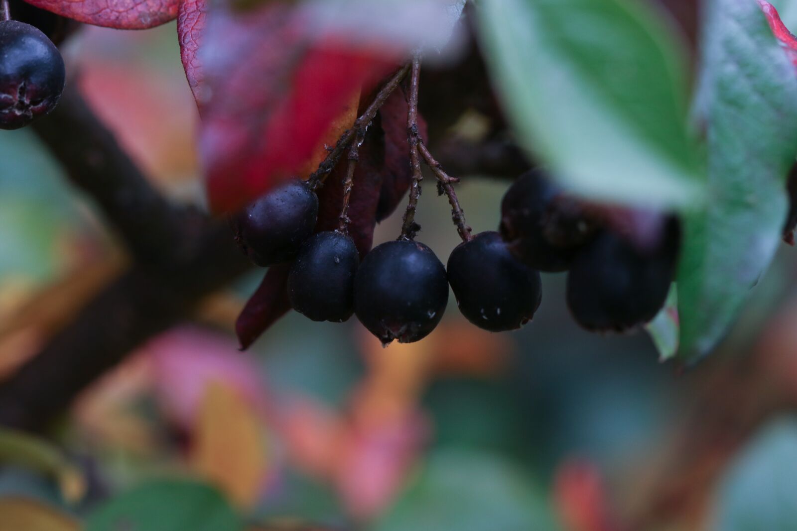 Canon EOS 7D Mark II sample photo. Berry, leaf, autumn photography