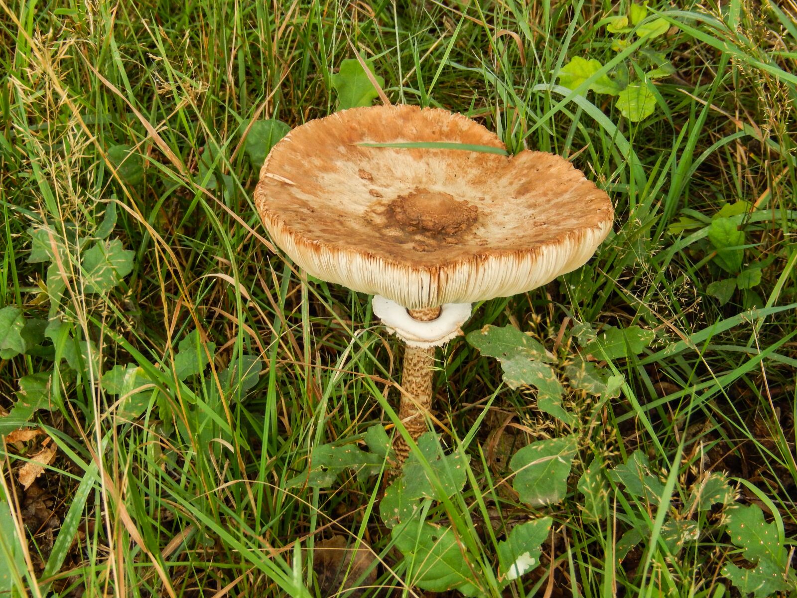 Nikon Coolpix S9500 sample photo. Macrolepiota procera, parasol, giant photography