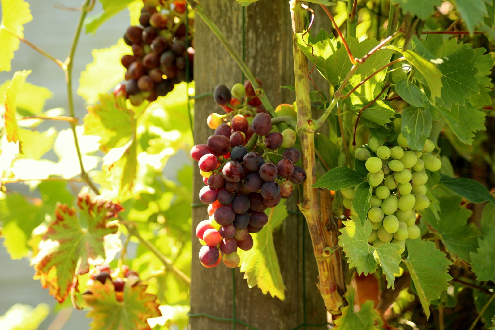 Canon EOS 1200D (EOS Rebel T5 / EOS Kiss X70 / EOS Hi) sample photo. Grapes, fruit, summer photography