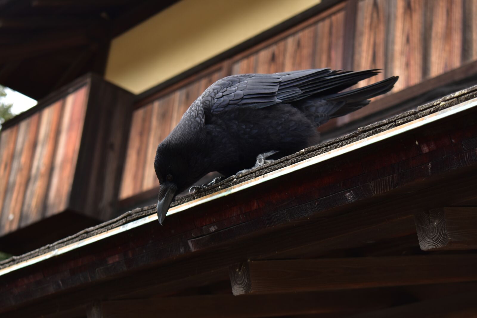 Nikon D5600 sample photo. Crow, japan, bird photography