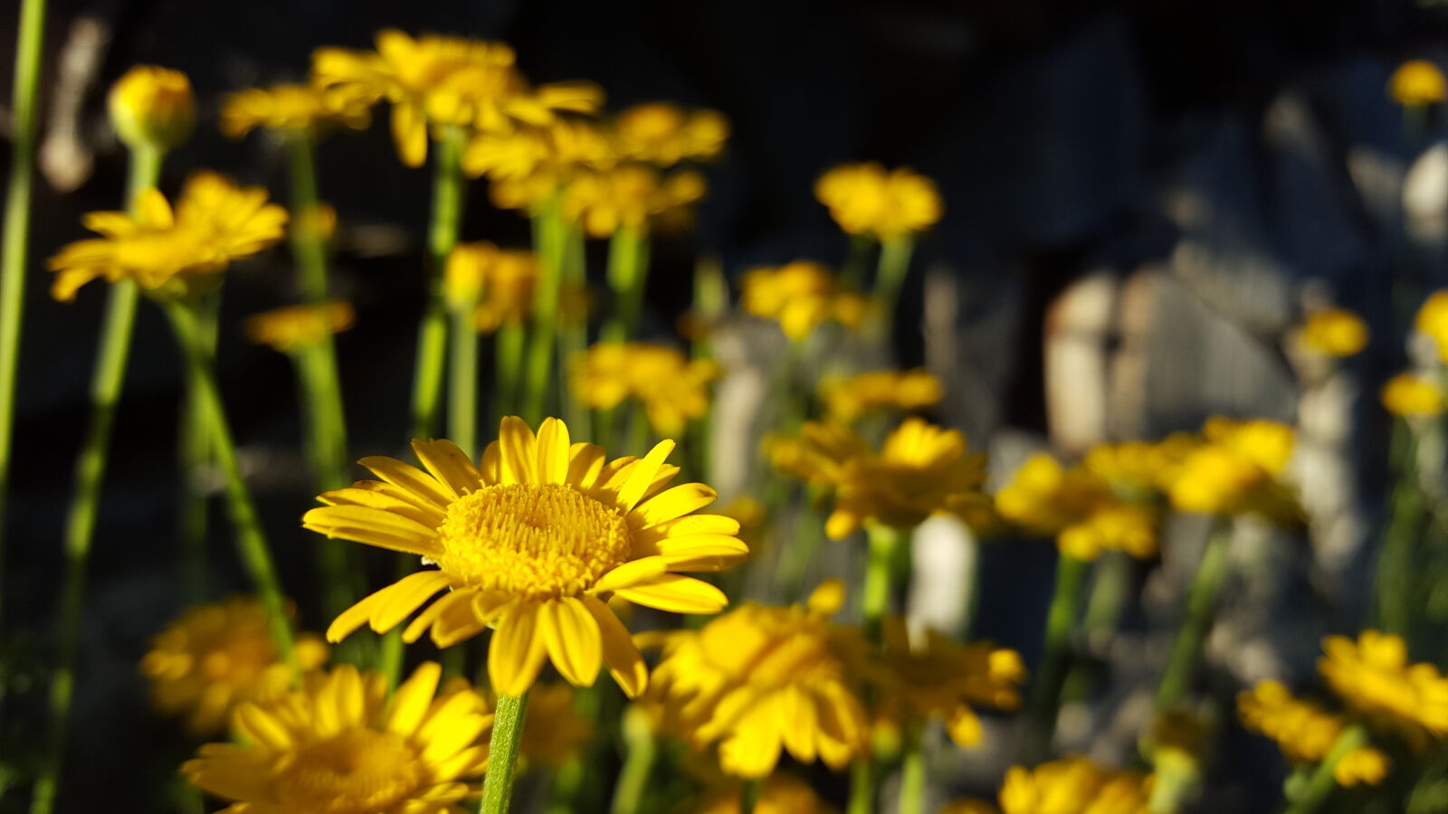 Samsung Galaxy S6 sample photo