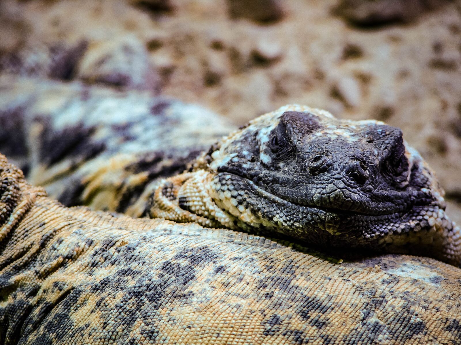 Sony DSC-H5 sample photo. Lizard, scales, eye photography