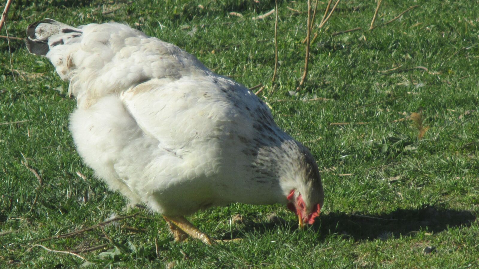 Canon PowerShot ELPH 115 IS (IXUS 132 / IXY 90F) sample photo. White chicken, pecking at photography