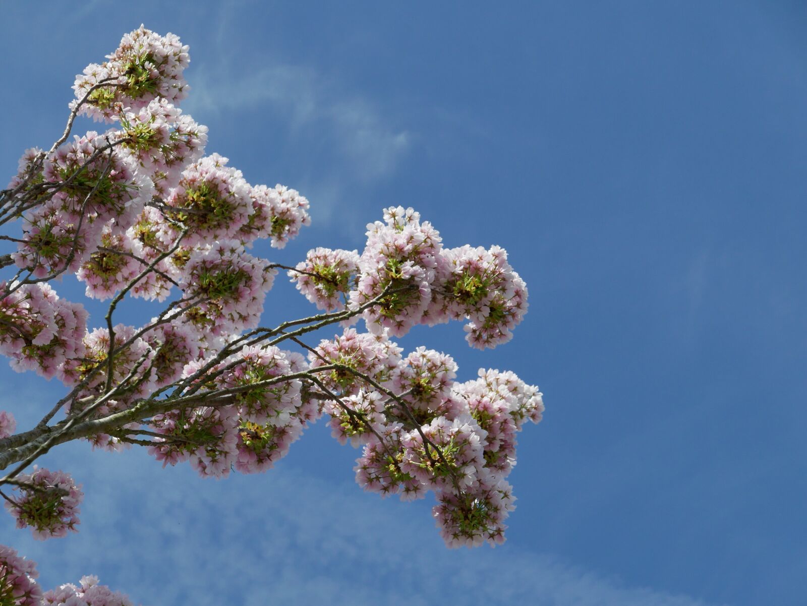Panasonic Lumix DMC-LX100 sample photo. Flowers, spring photography