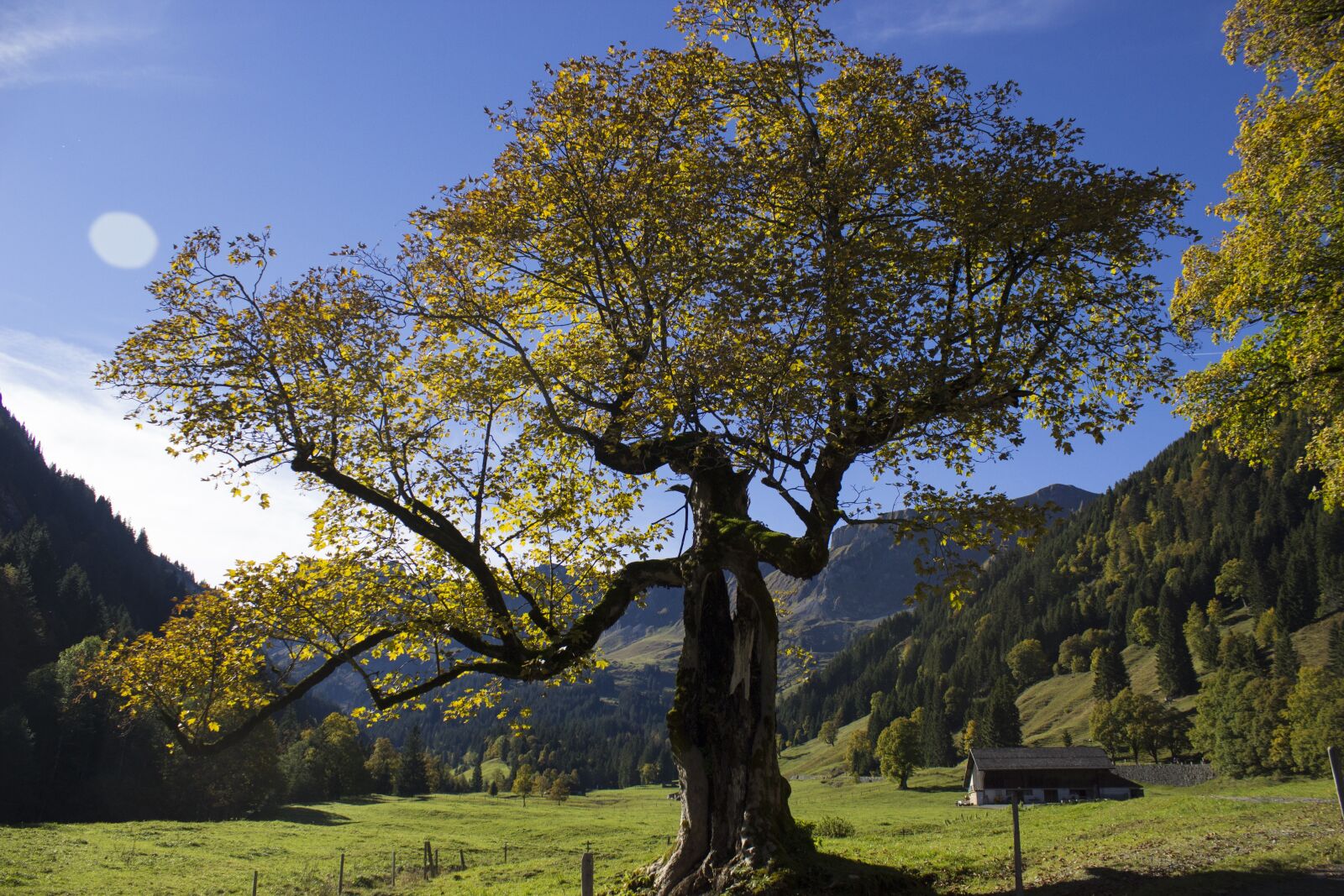 Canon EOS 600D (Rebel EOS T3i / EOS Kiss X5) sample photo. Tree, autumn, landscape photography