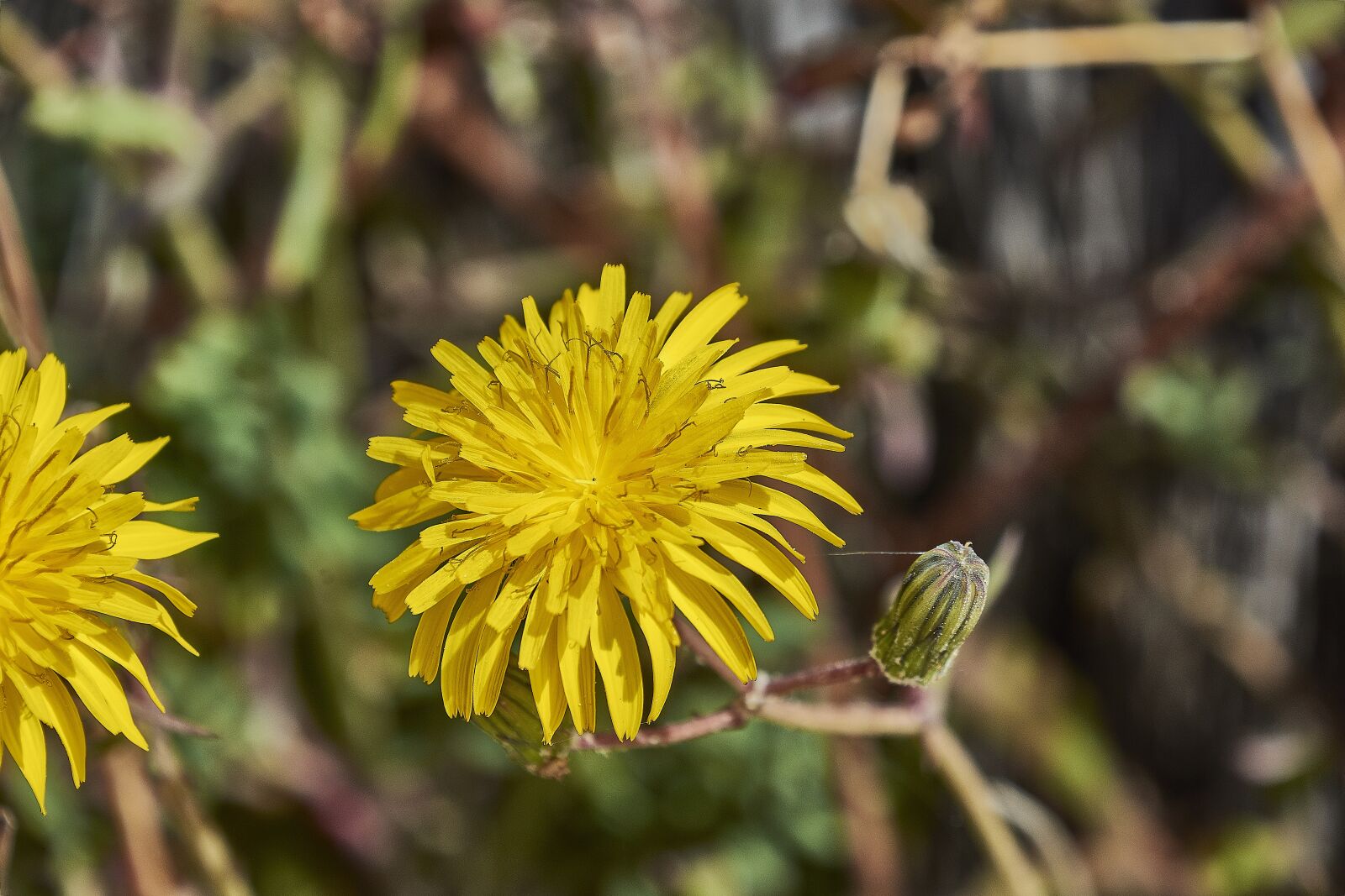 Nikon D7200 sample photo. Flower, garden, plant photography
