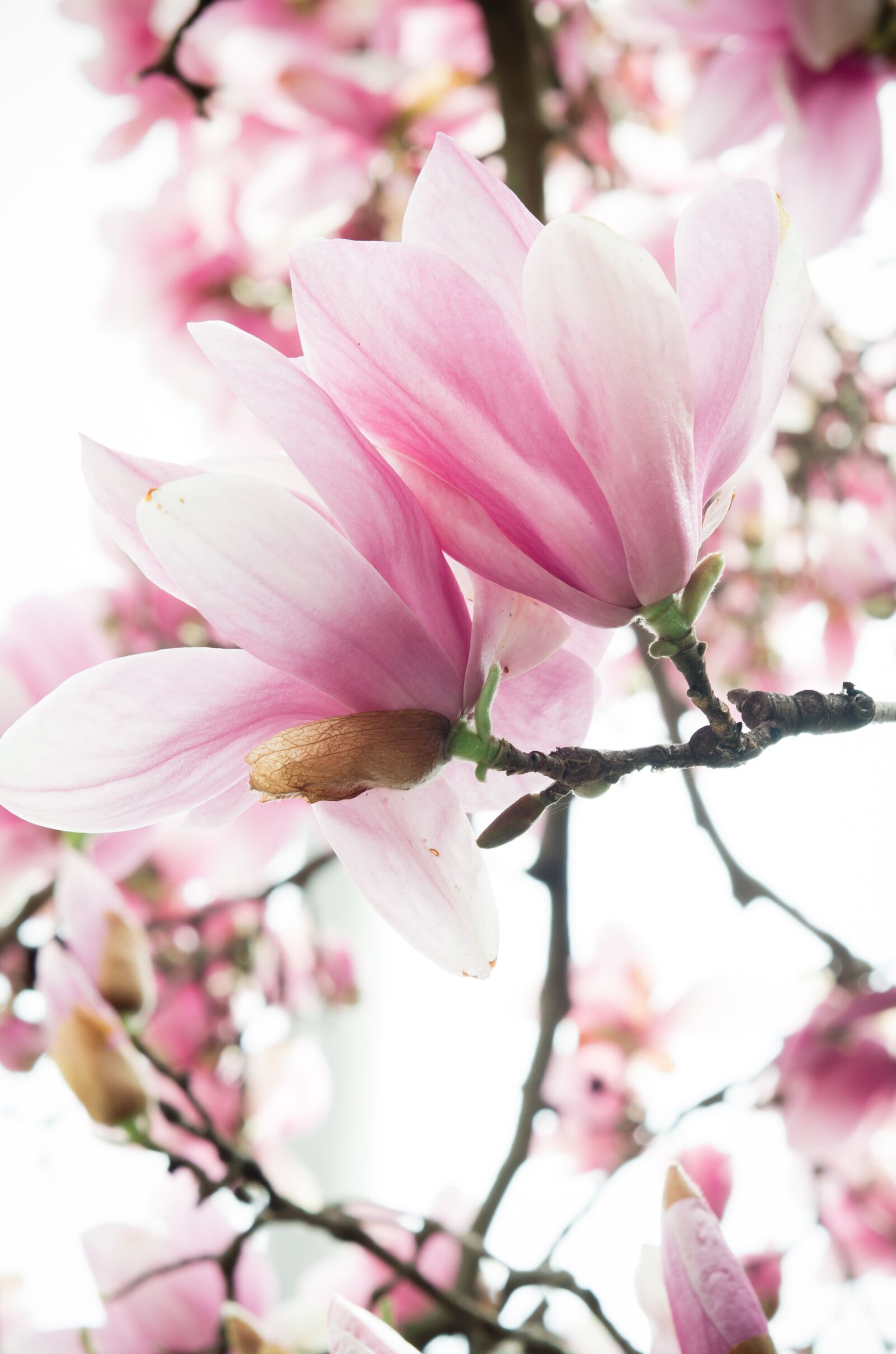 Nikon D5100 sample photo. Cherry blossom, pink and photography