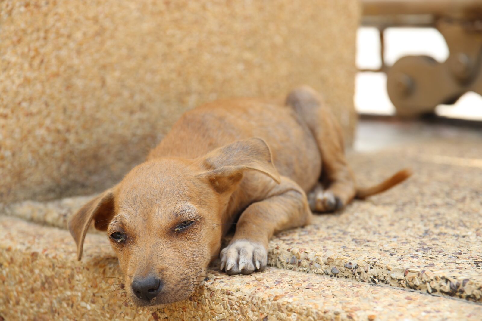 Canon EOS 80D sample photo. Thailand, dog, stray dog photography