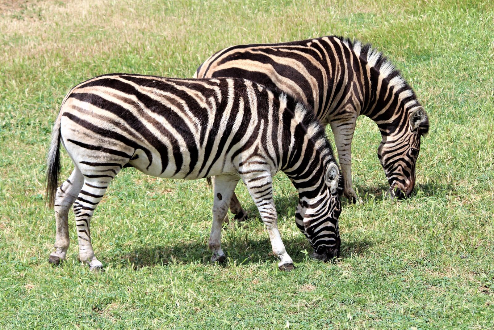 Canon EOS 700D (EOS Rebel T5i / EOS Kiss X7i) sample photo. Zebra, zoo, animal photography