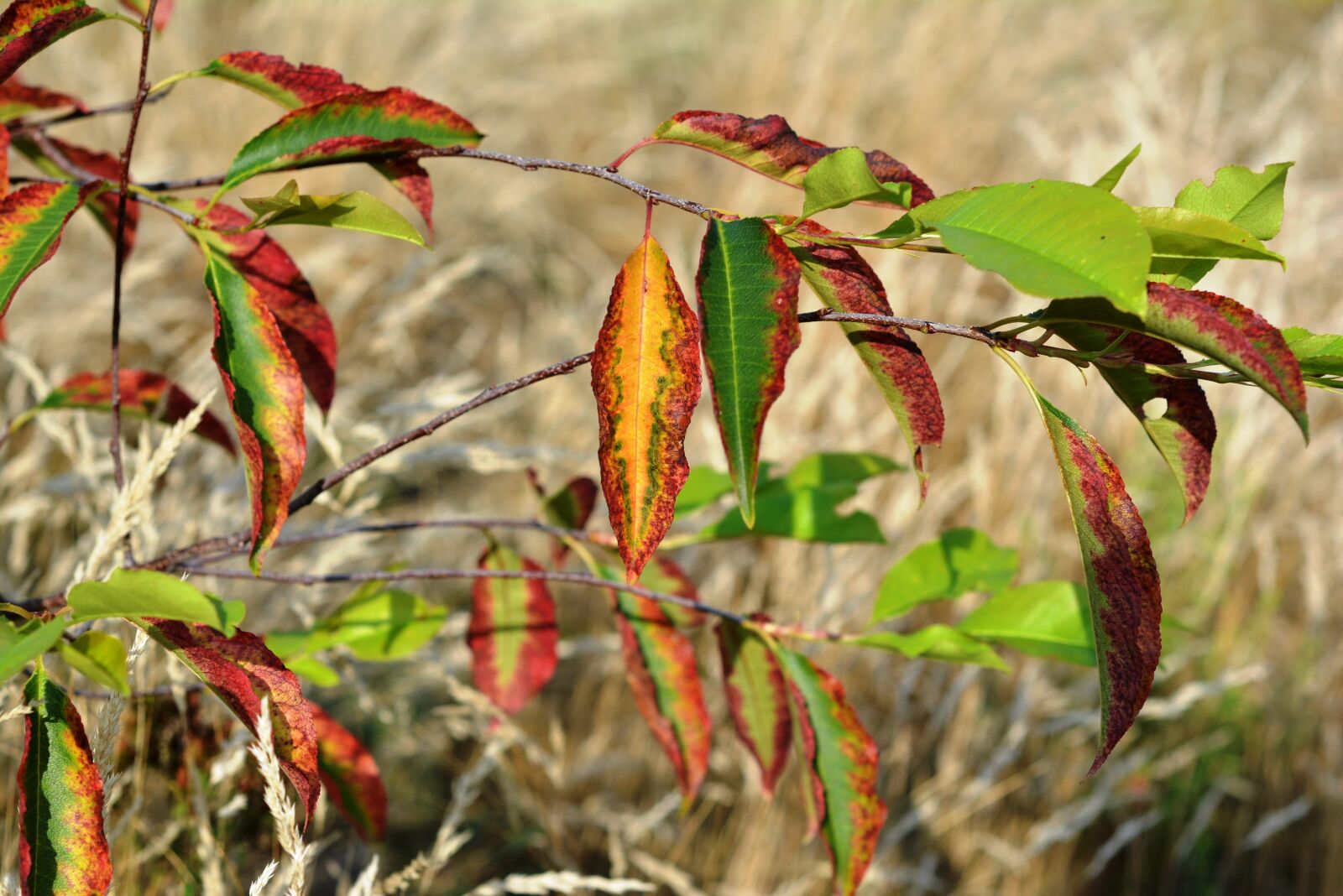 Nikon D5200 sample photo. Foliage, leaflet, autumn photography