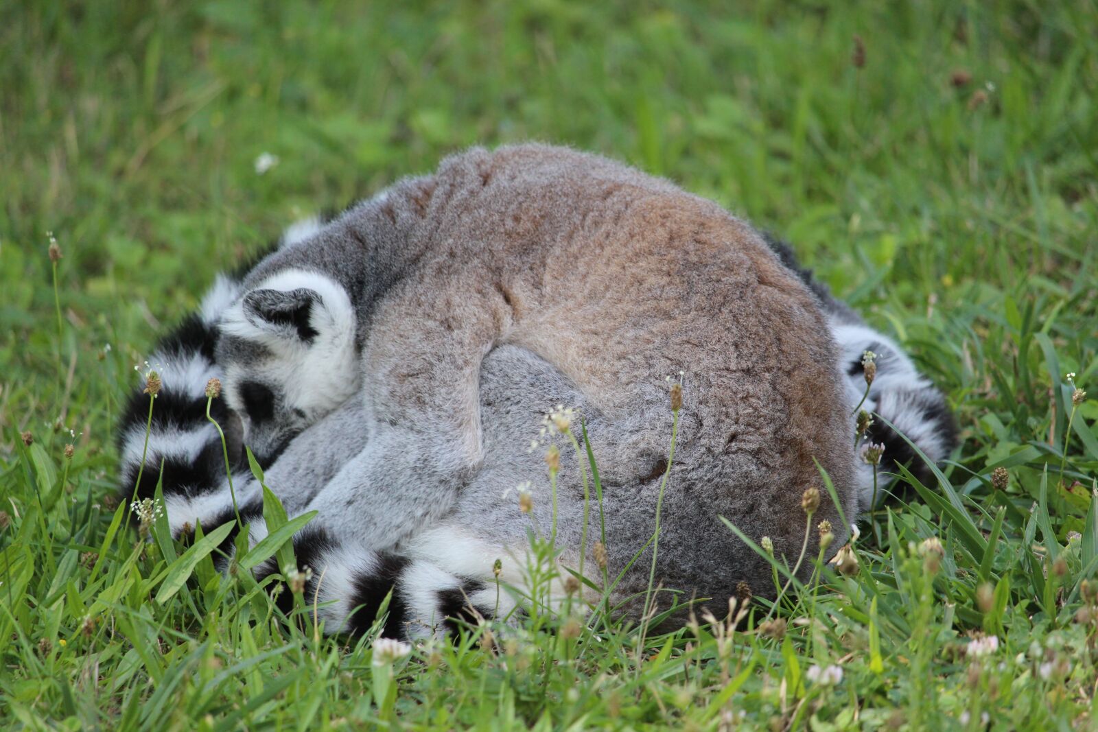 Canon EF-S 55-250mm F4-5.6 IS STM sample photo. Ring-tailed lemur, katta, lemus photography