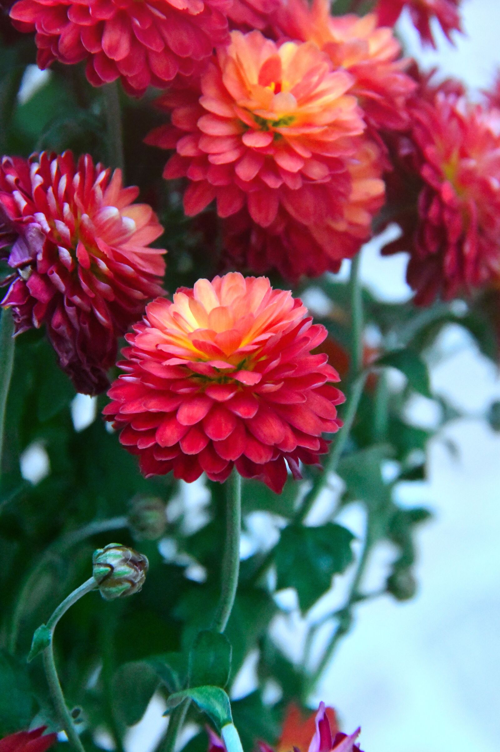 Nikon D3200 sample photo. Autumn, sz flower, syrian photography