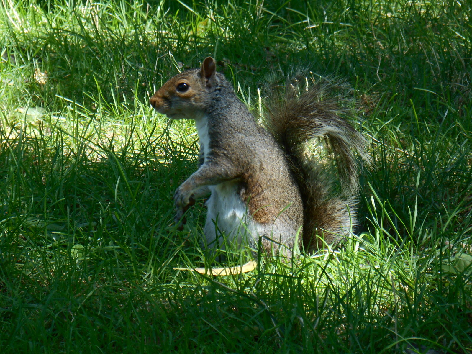 Nikon Coolpix S3500 sample photo. Animal, cquirrel, cucu, ecureil photography