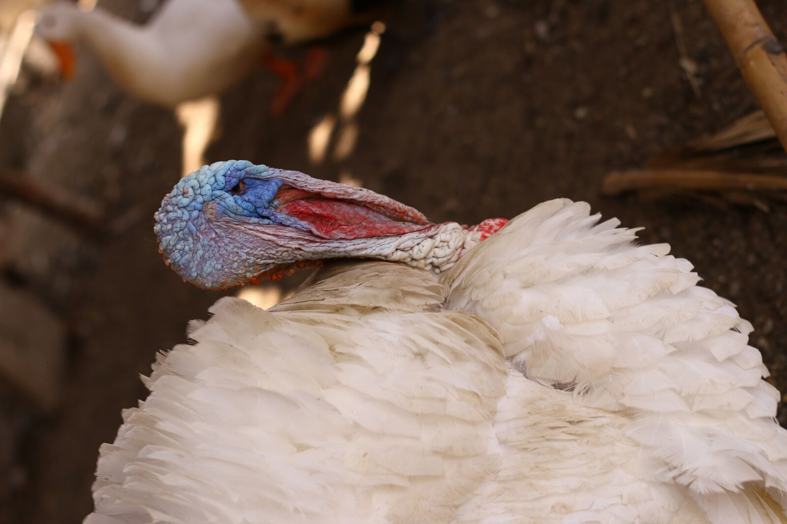 Canon EOS 70D + Canon EF 50mm F1.8 II sample photo. Pavos, animal, fauna photography