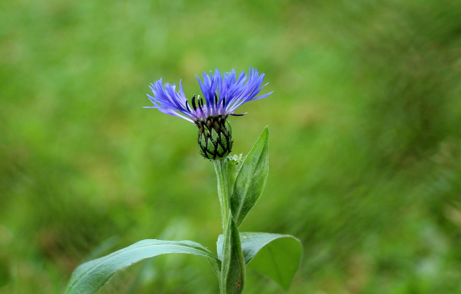 Canon EOS 1200D (EOS Rebel T5 / EOS Kiss X70 / EOS Hi) sample photo. Cornflower, flower field, blue photography