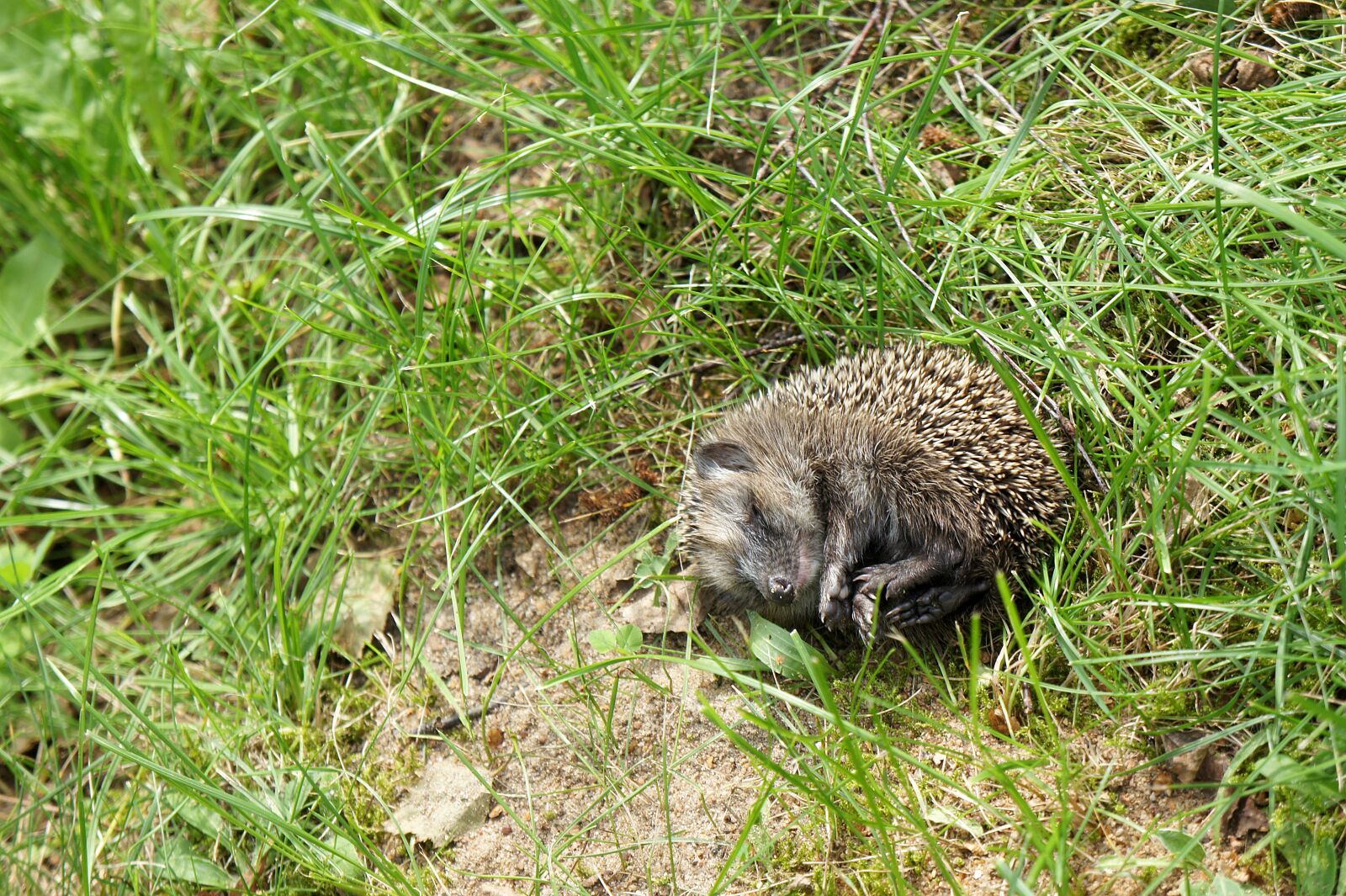 Sony Alpha NEX-5 + Sony E 18-55mm F3.5-5.6 OSS sample photo. Grass, garden, hedgehog photography