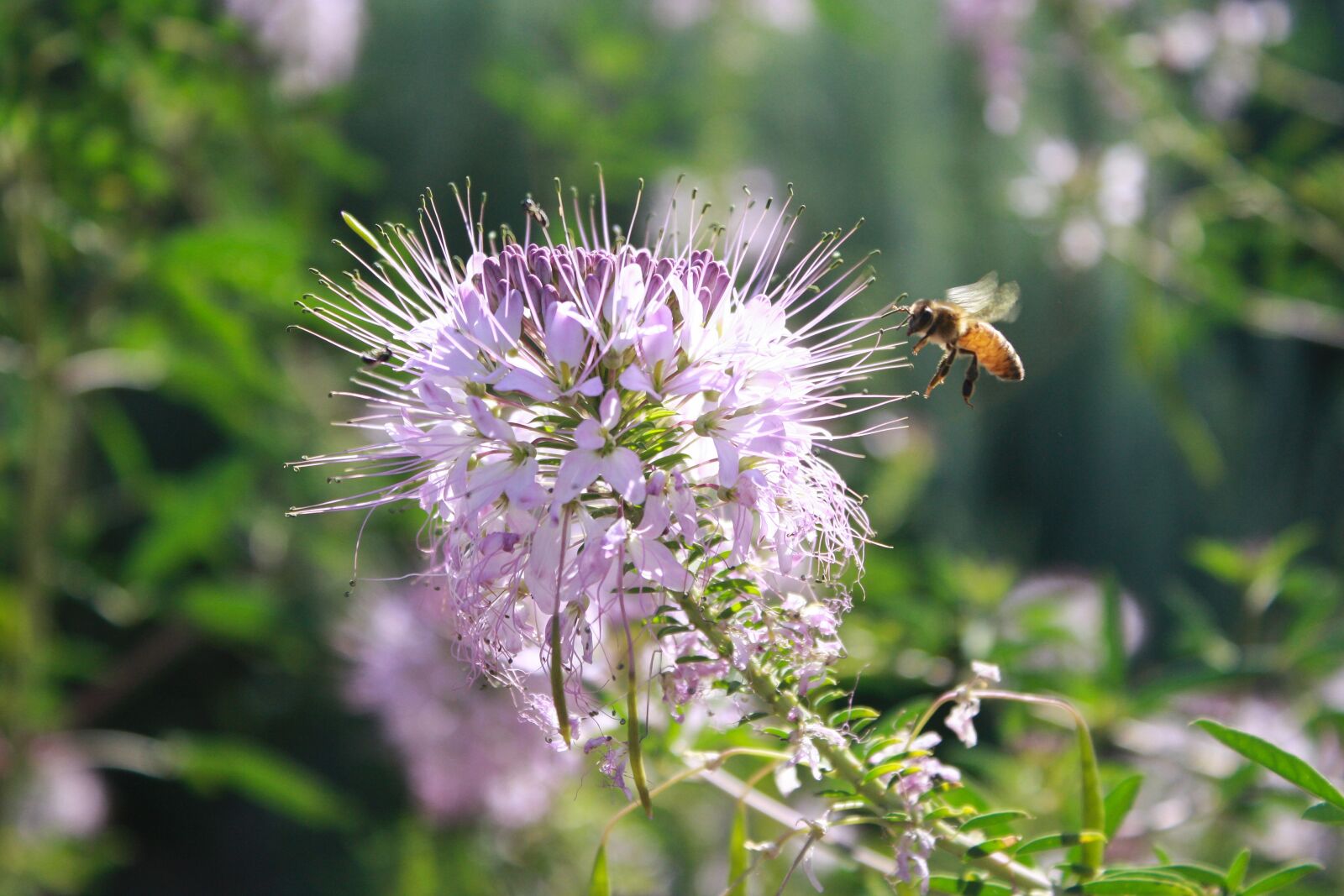 Canon EOS 1000D (EOS Digital Rebel XS / EOS Kiss F) sample photo. Bee, insect, entomology photography