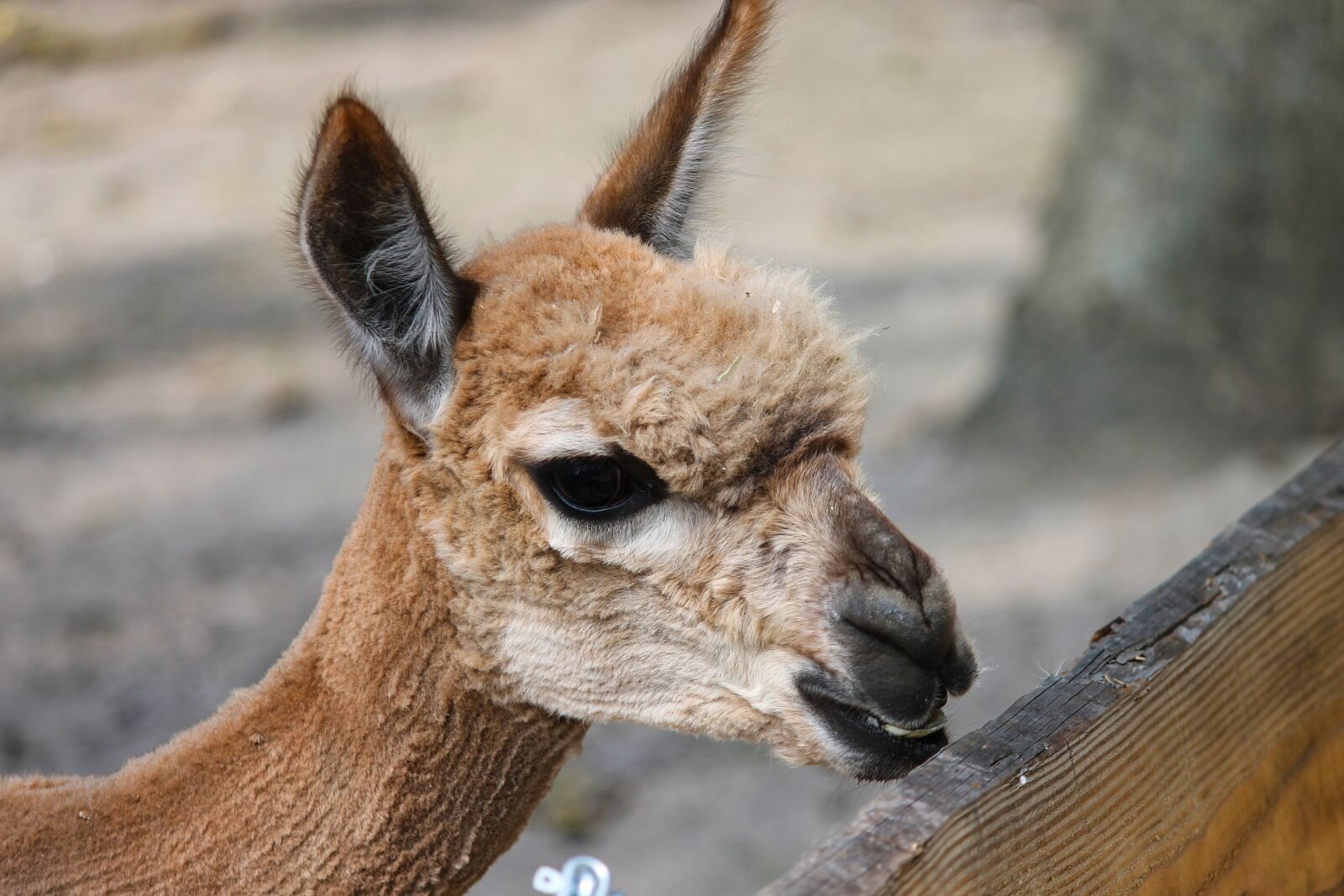 Canon EOS 1100D (EOS Rebel T3 / EOS Kiss X50) sample photo. Alpaca, pako, vicugna pacos photography