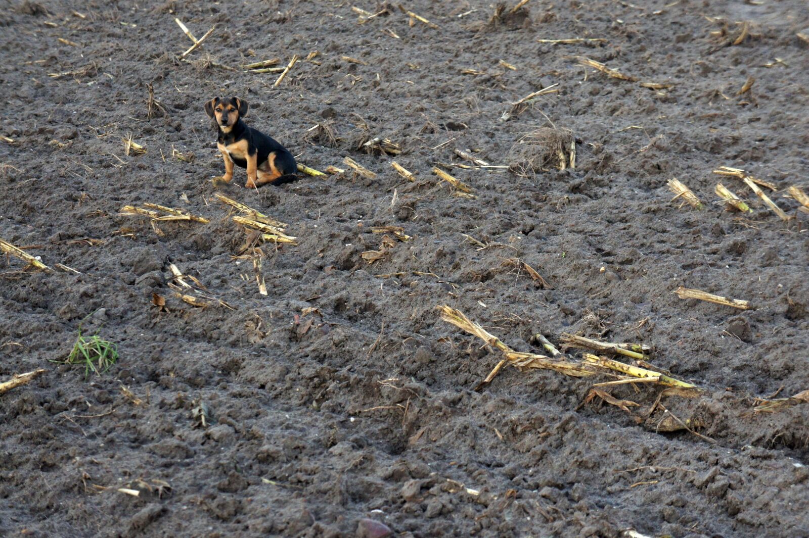 Sony Alpha NEX-5 sample photo. Dog, field, animal photography