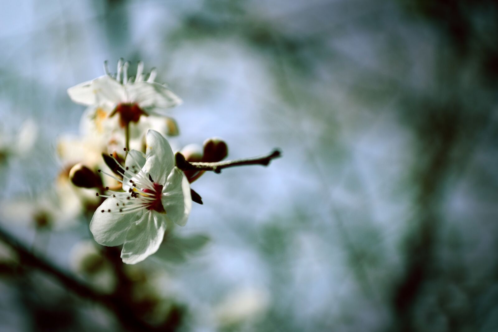 Nikon D7000 sample photo. Flowers, spring, spring flowers photography