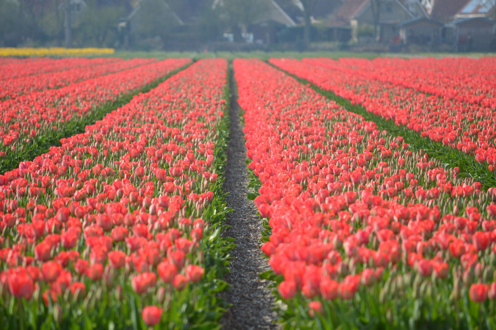 Nikon D3200 sample photo. Beautiful, flowers, field, of photography