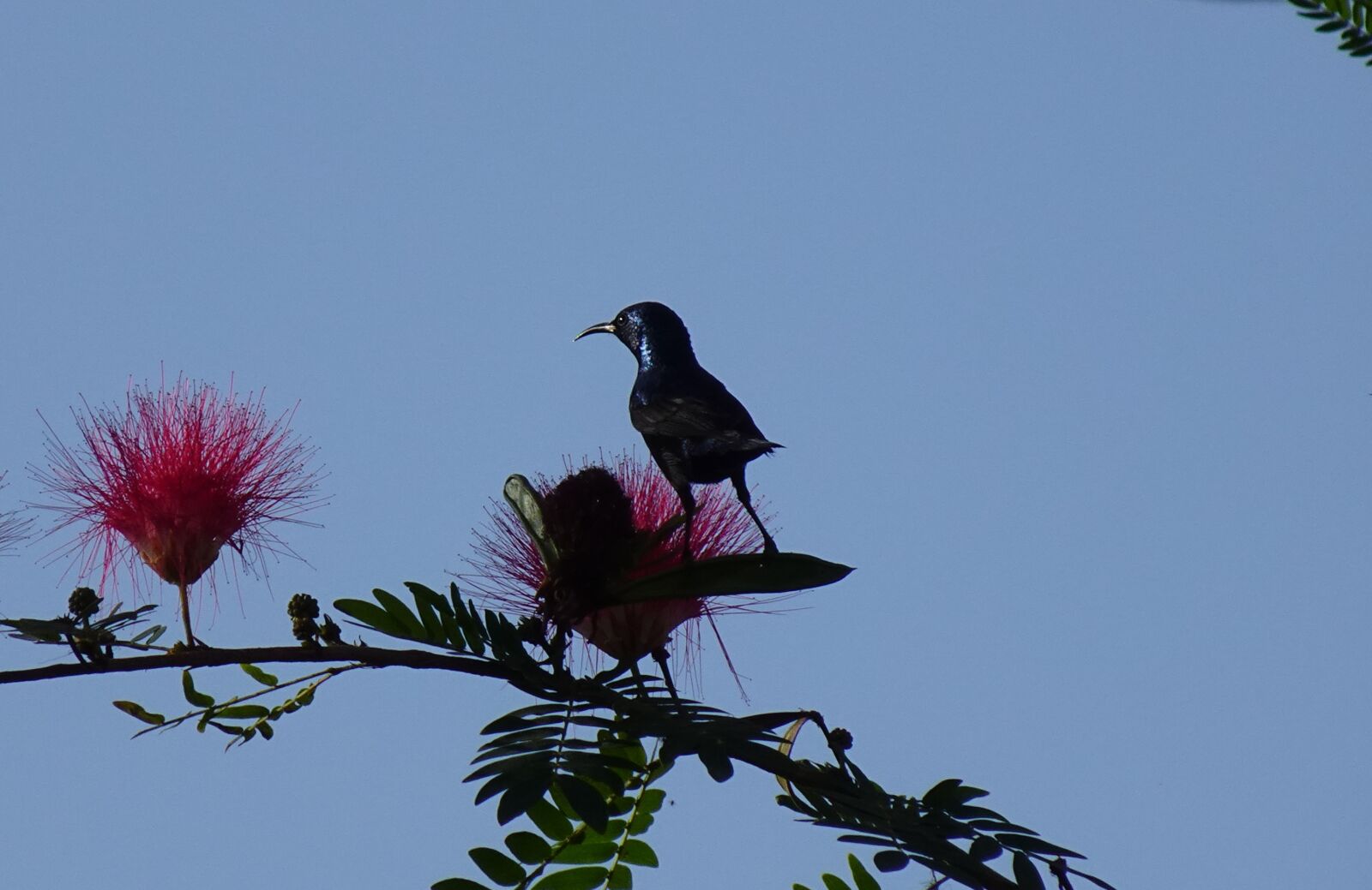 Sony DSC-WX800 sample photo. Bird, purple sunbird, cinnyris photography